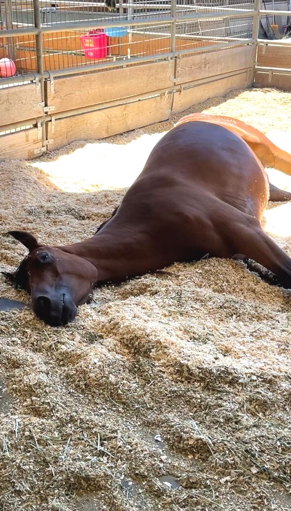 Audacity, a bay horse napping in the sun
