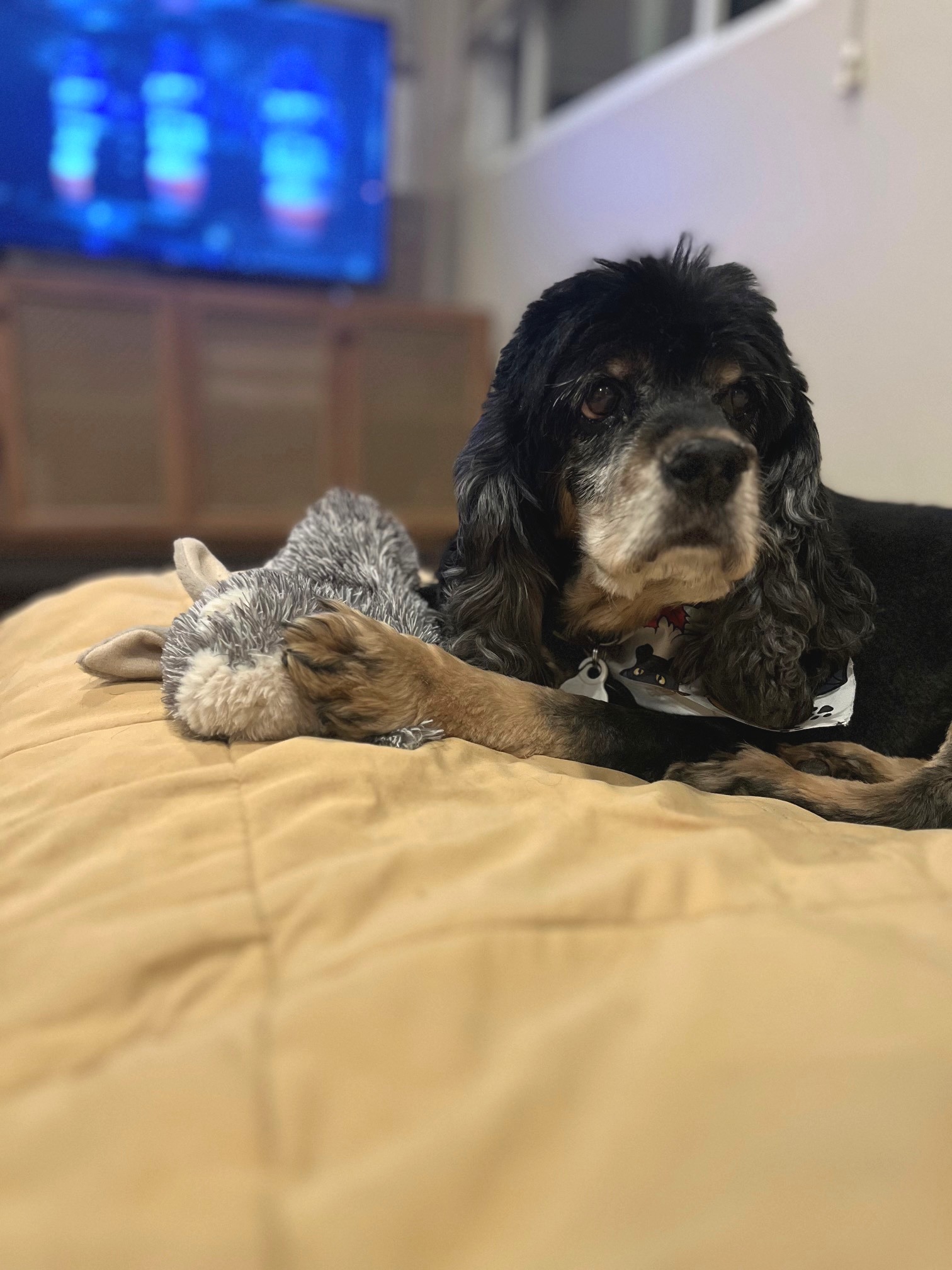 Frankie, a senior black cocker spaniel