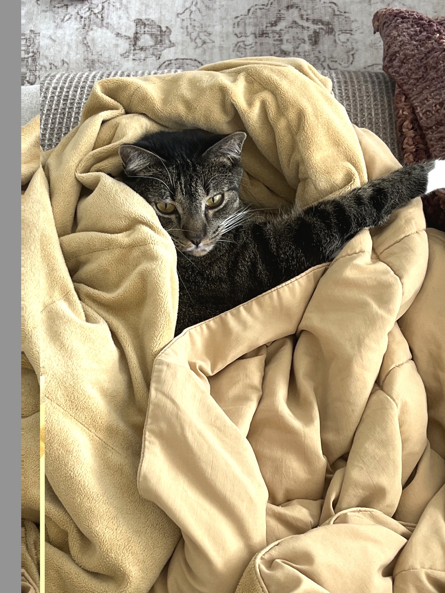 Henry, a gray tabby cat bundled in a blanket