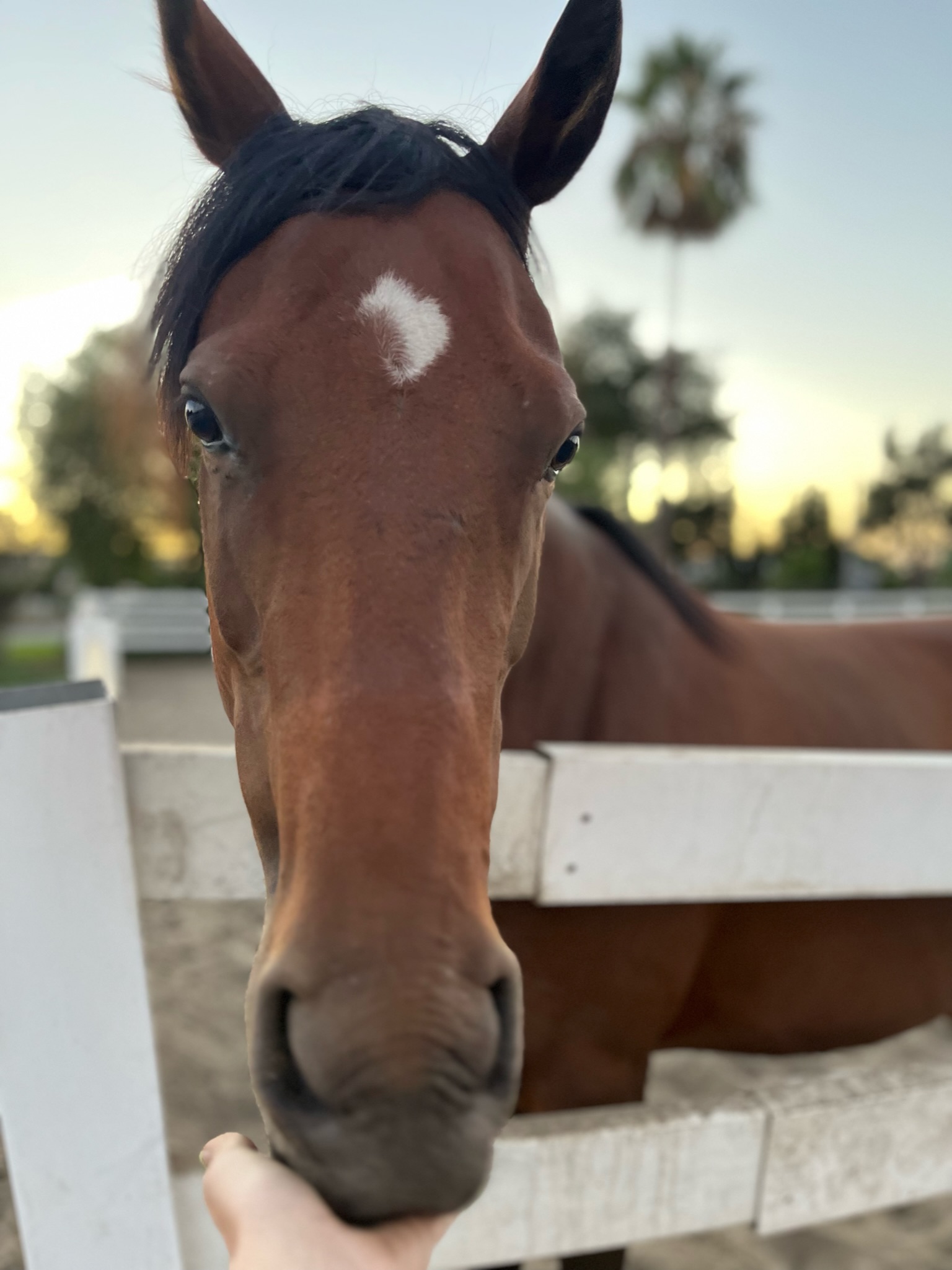 Roxy, a bay horse with a white star, at the fence at sunset